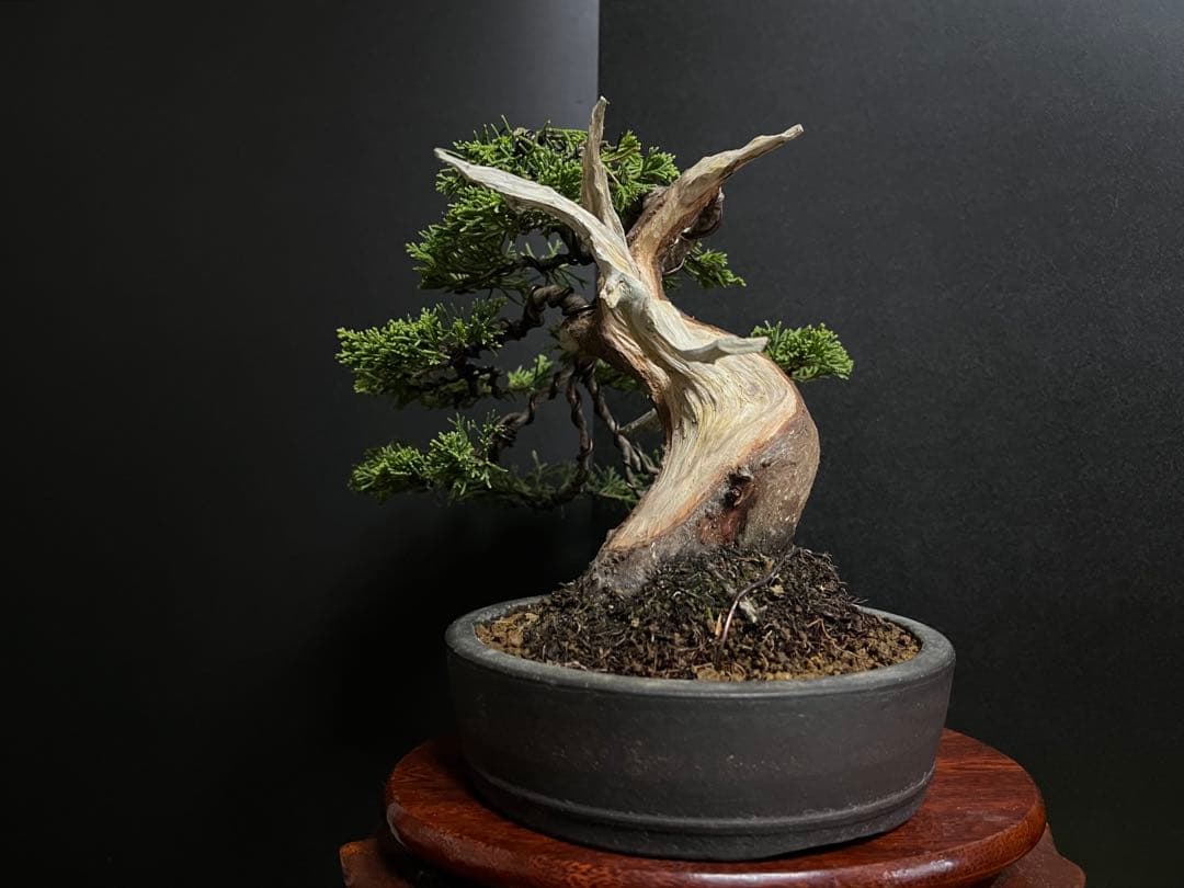 真柏盆栽　糸魚川真柏　太板幹　小品盆栽　樹高17cm