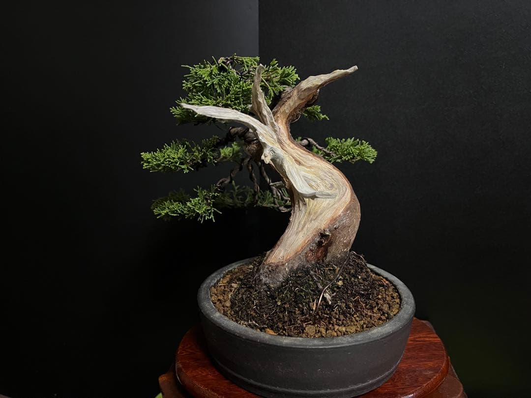 真柏盆栽　糸魚川真柏　太板幹　小品盆栽　樹高17cm