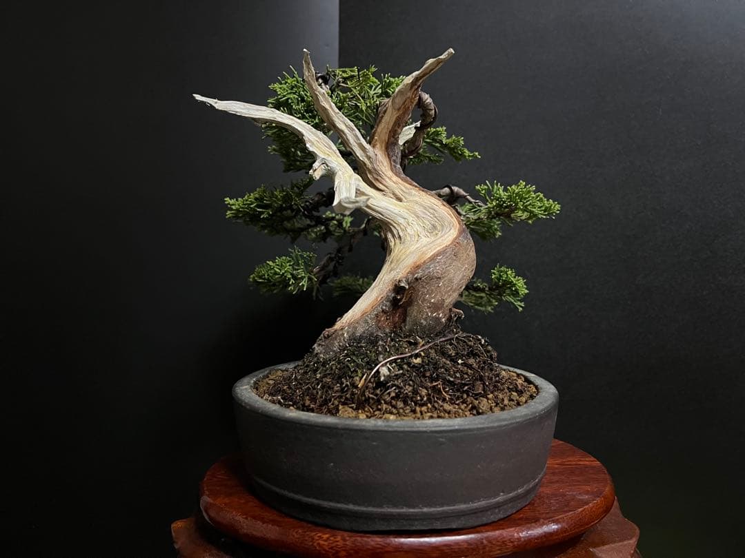 真柏盆栽　糸魚川真柏　太板幹　小品盆栽　樹高17cm