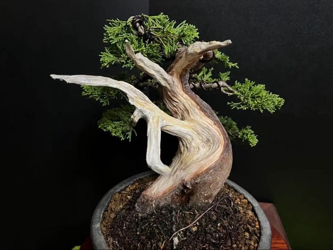 真柏盆栽　糸魚川真柏　太板幹　小品盆栽　樹高17cm