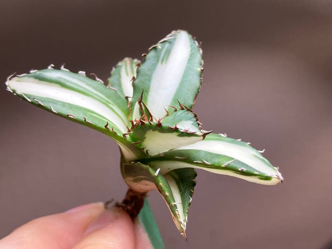 【8の日限定価格】サイズ大　アガベ　チタノタ　太陽神錦　白中斑　TC 根付き