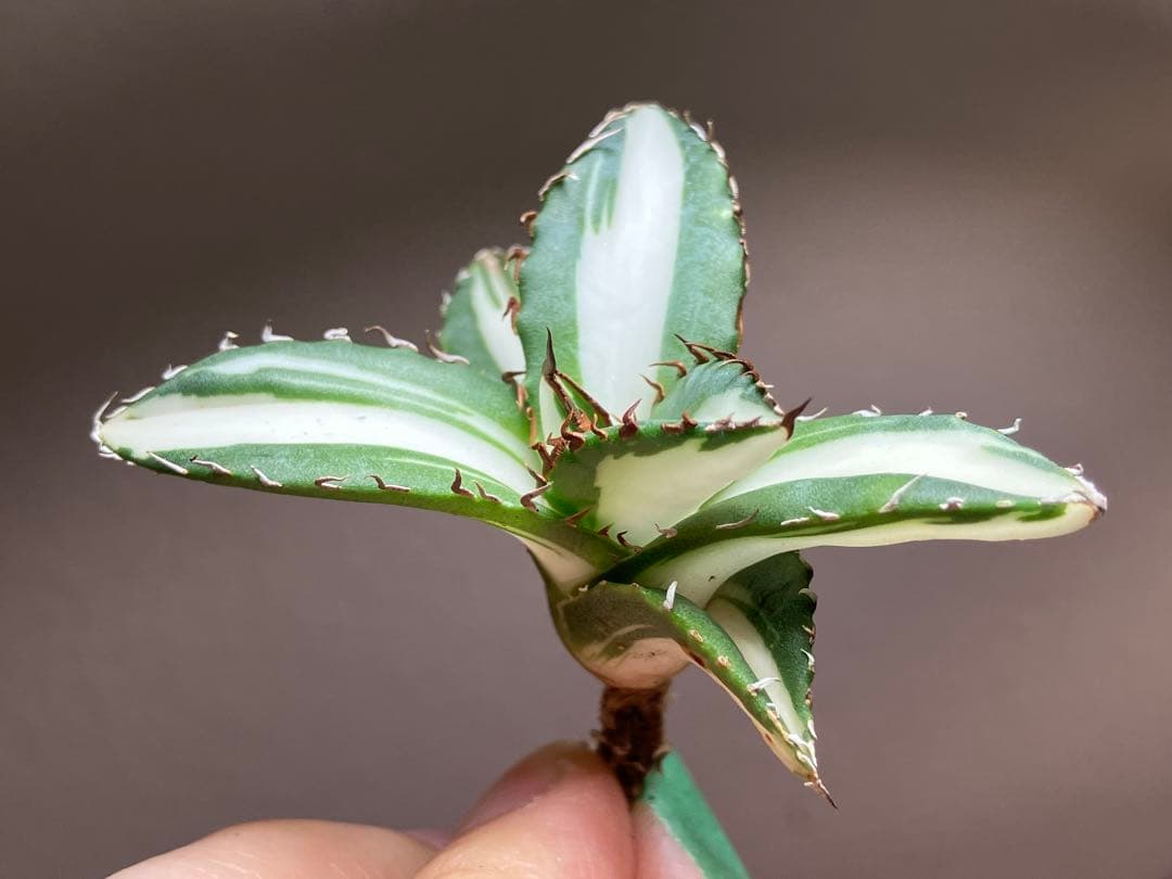 【8の日限定価格】サイズ大　アガベ　チタノタ　太陽神錦　白中斑　TC 根付き