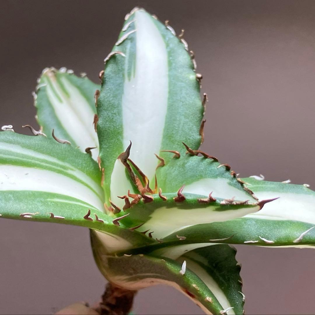 【8の日限定価格】サイズ大　アガベ　チタノタ　太陽神錦　白中斑　TC 根付き