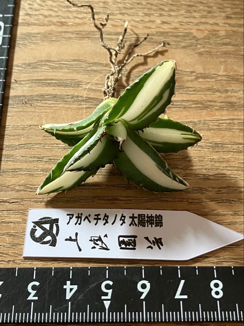 【8の日限定価格】サイズ大　アガベ　チタノタ　太陽神錦　白中斑　TC 根付き