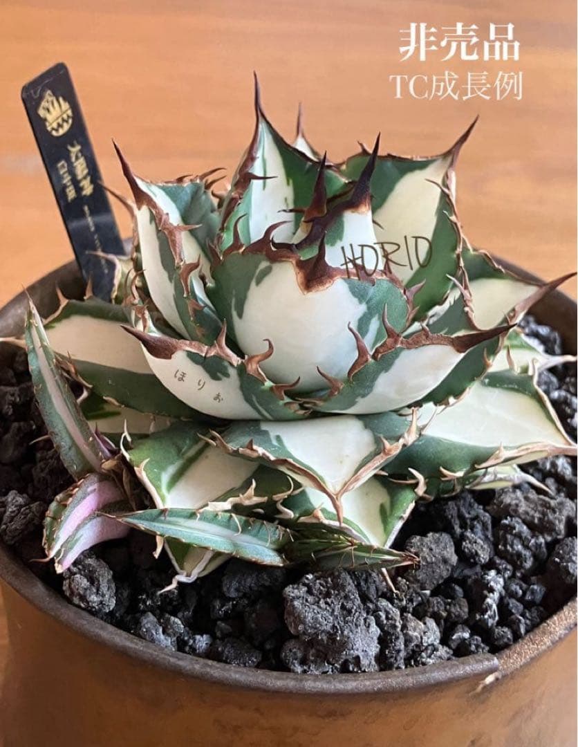 【8の日限定価格】サイズ大　アガベ　チタノタ　太陽神錦　白中斑　TC 根付き