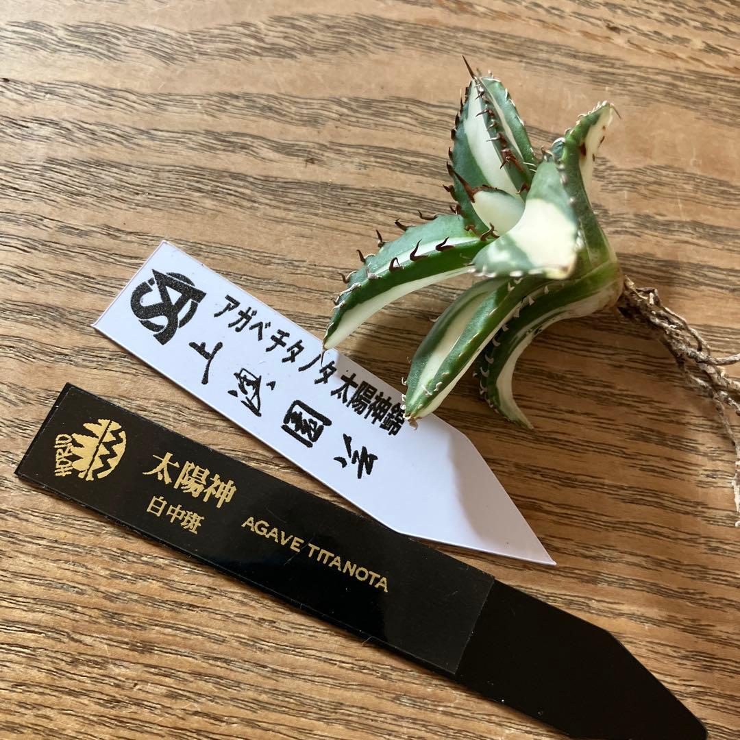【8の日限定価格】サイズ大　アガベ　チタノタ　太陽神錦　白中斑　TC 根付き