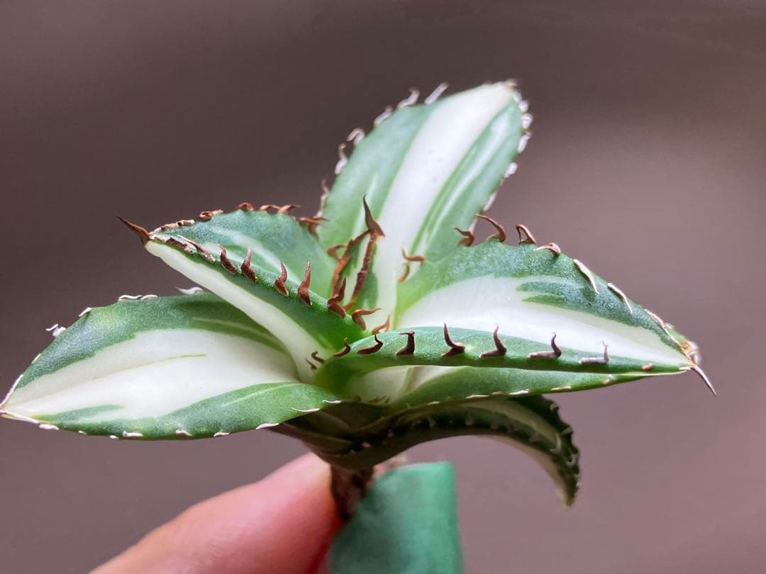 【8の日限定価格】サイズ大　アガベ　チタノタ　太陽神錦　白中斑　TC 根付き