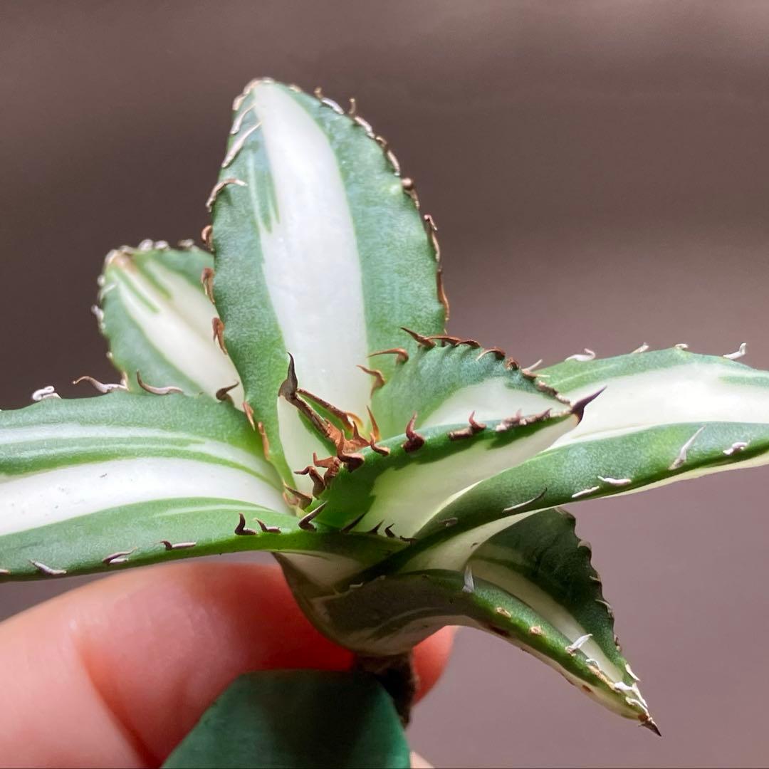 【8の日限定価格】サイズ大　アガベ　チタノタ　太陽神錦　白中斑　TC 根付き