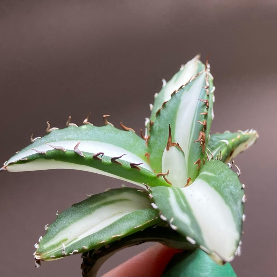 【8の日限定価格】サイズ大　アガベ　チタノタ　太陽神錦　白中斑　TC 根付き