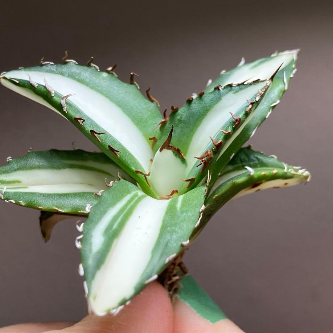 【8の日限定価格】サイズ大　アガベ　チタノタ　太陽神錦　白中斑　TC 根付き