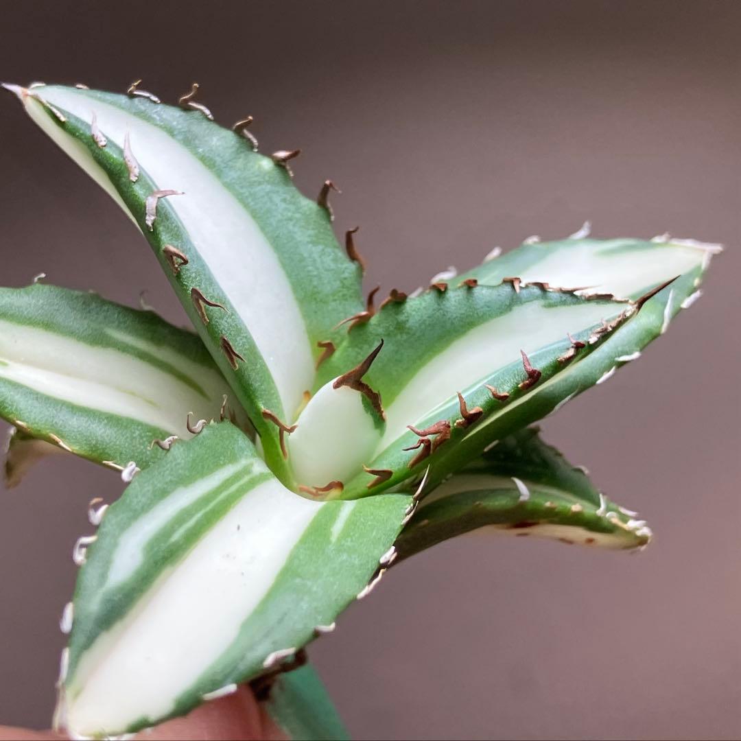 【8の日限定価格】サイズ大　アガベ　チタノタ　太陽神錦　白中斑　TC 根付き