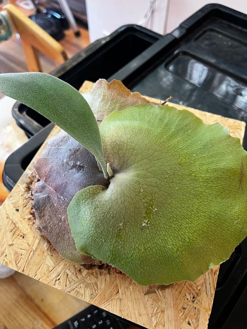 ビカクシダ　フーンシキ　子株