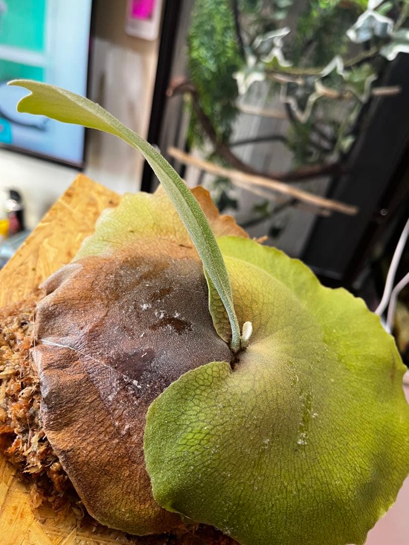 ビカクシダ　フーンシキ　子株