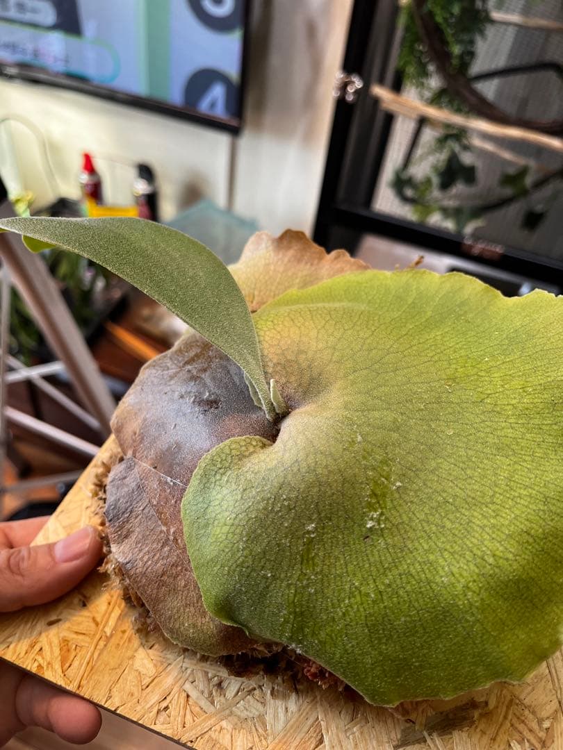 ビカクシダ　フーンシキ　子株