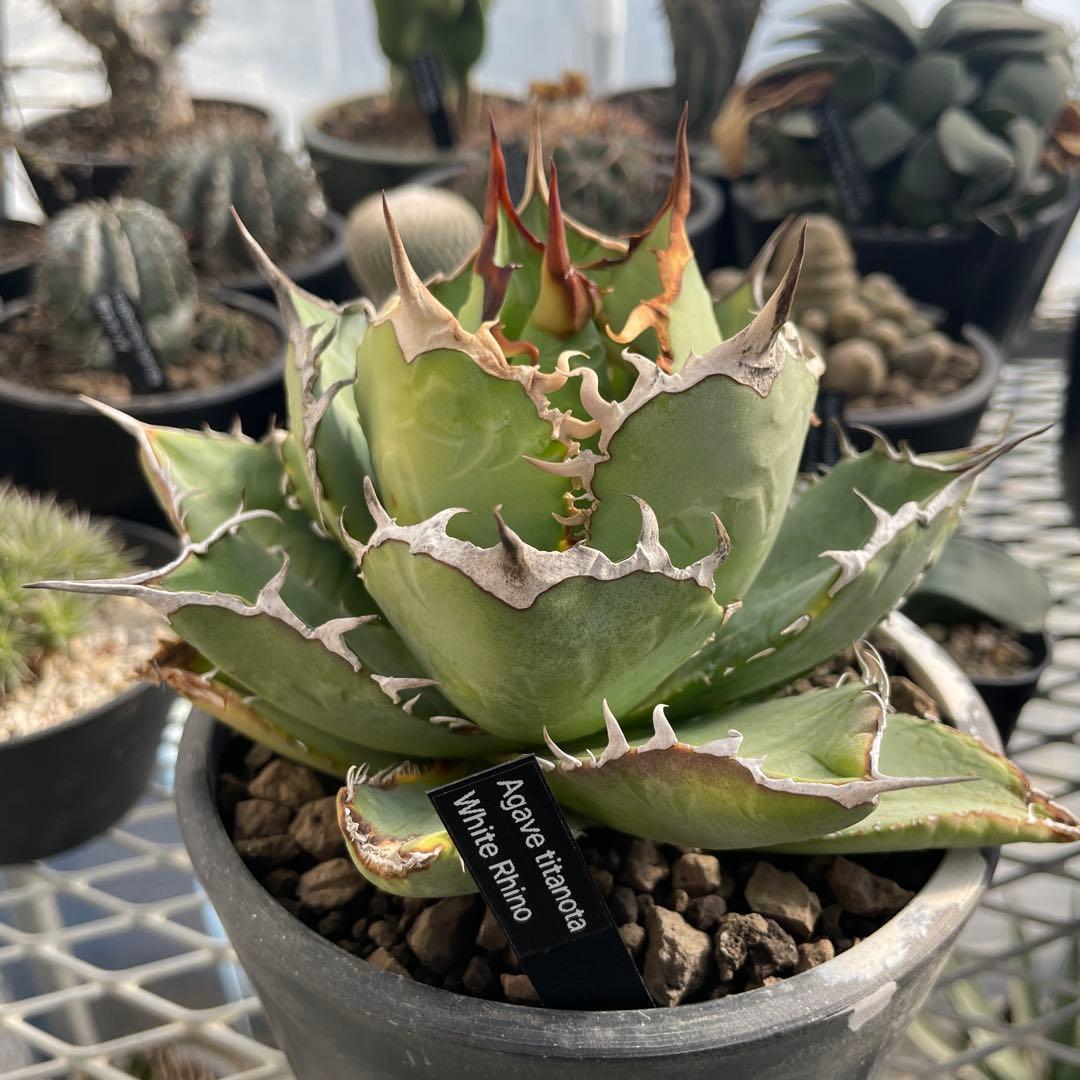 アガベ チタノタ ホワイトライノ 白犀牛 シロサイ 5号ブラックポットマーブル