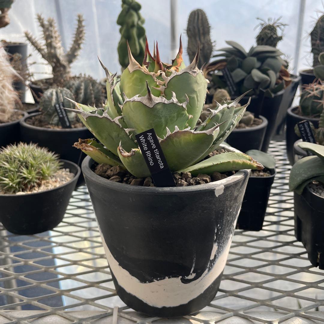 アガベ チタノタ ホワイトライノ 白犀牛 シロサイ 5号ブラックポットマーブル