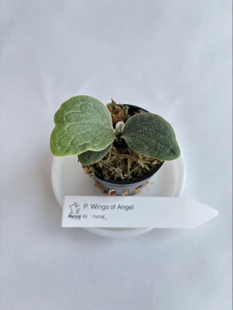 ASAP. Wings of Angel 「天使の翼」 (TC) 【18】