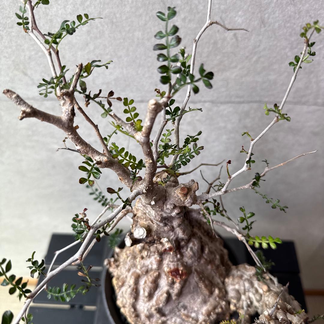 オペルクリカリア　パキプス　発根済み　カタチ制作所とのセット【最終価格】