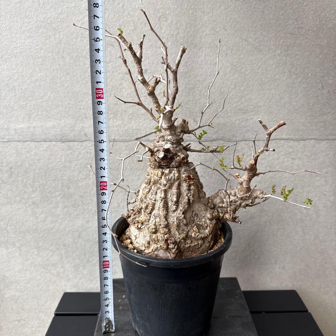 オペルクリカリア　パキプス　発根済み　カタチ制作所とのセット【最終価格】