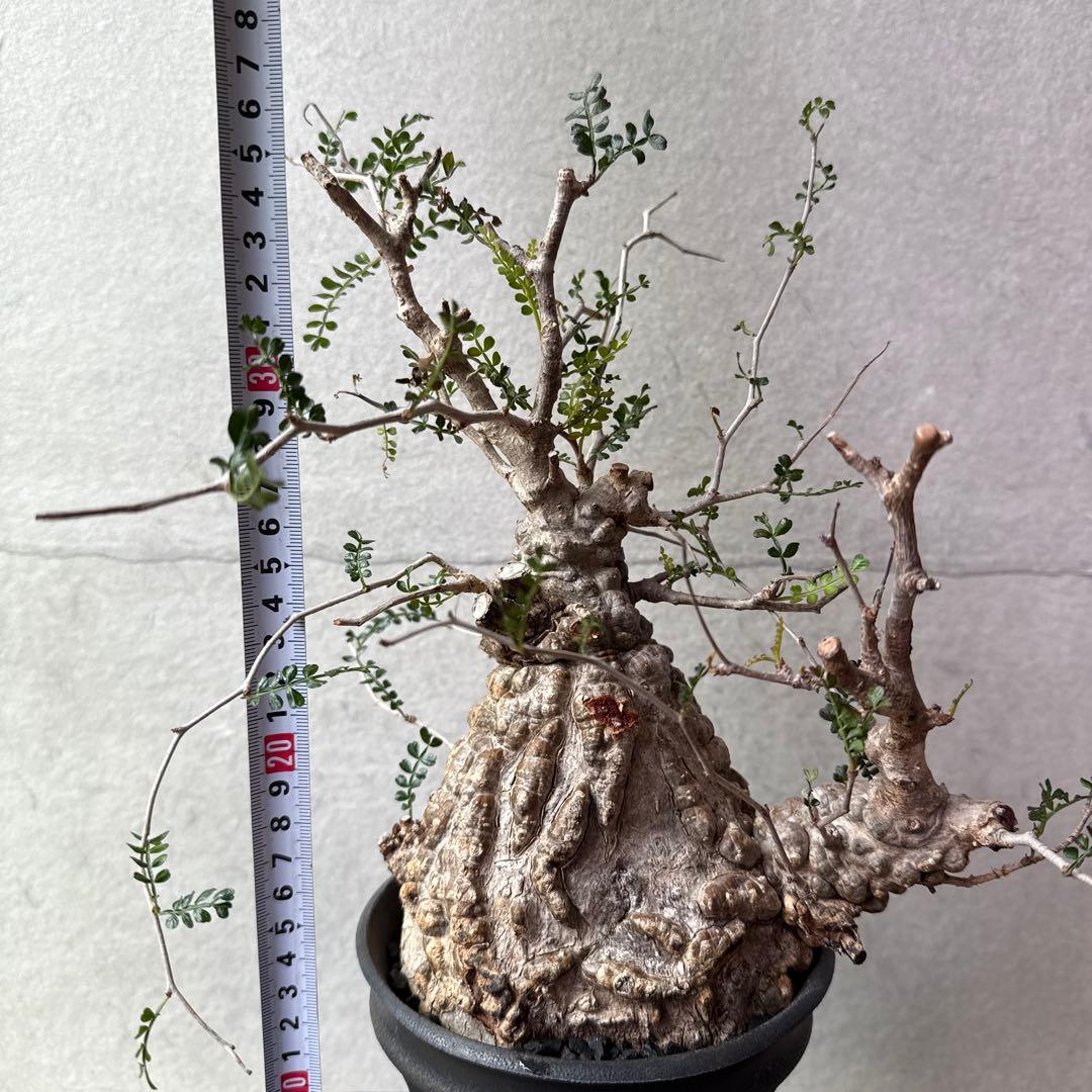 オペルクリカリア　パキプス　発根済み　カタチ制作所とのセット【最終価格】