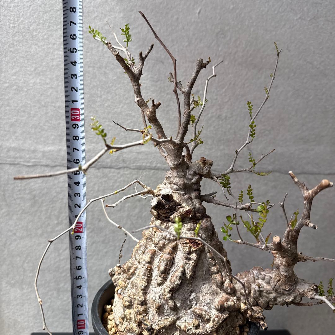 オペルクリカリア　パキプス　発根済み　カタチ制作所とのセット【最終価格】