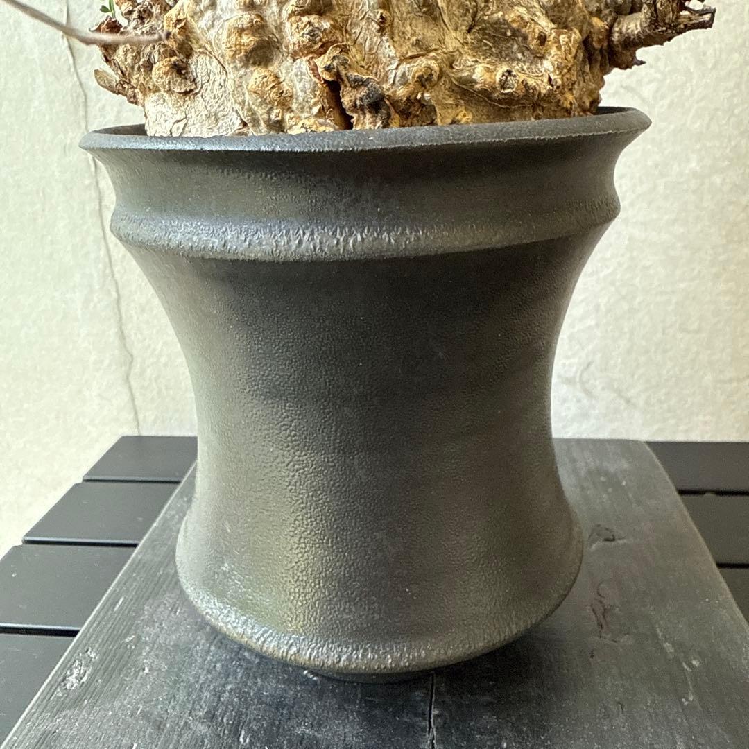 オペルクリカリア　パキプス　発根済み　カタチ制作所とのセット【最終価格】