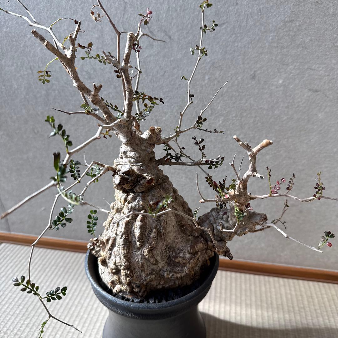 オペルクリカリア　パキプス　発根済み　カタチ制作所とのセット【最終価格】