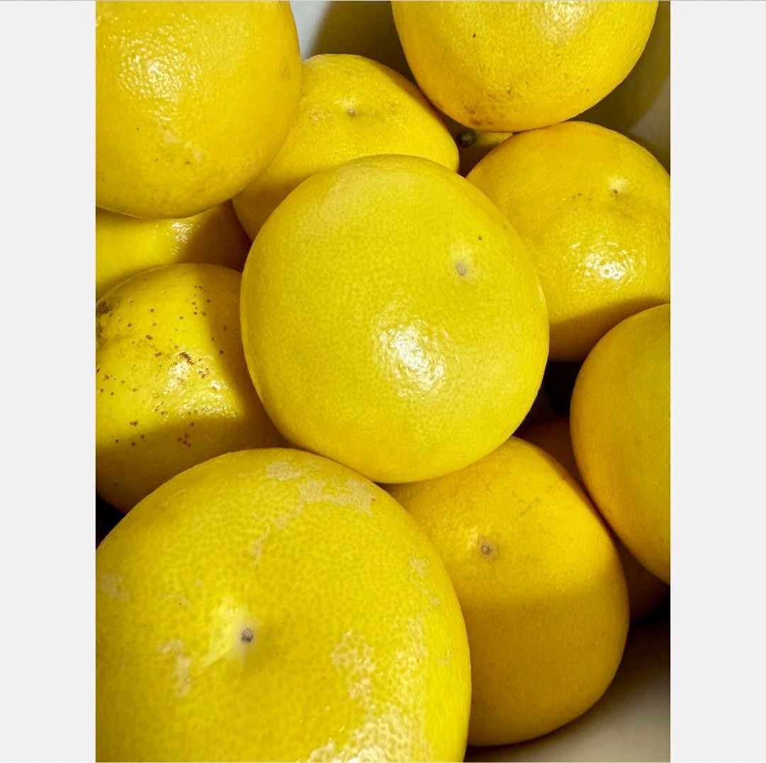 ㉜高知特産 露地栽培 土佐文旦 4L限定 文旦 約20kg 大玉 サイズ