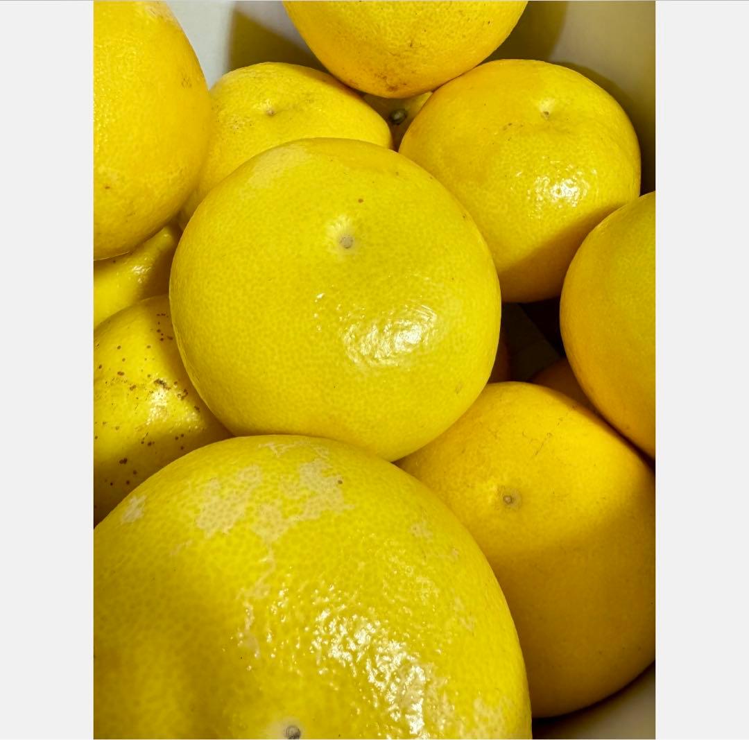 ㉜高知特産 露地栽培 土佐文旦 4L限定 文旦 約20kg 大玉 サイズ