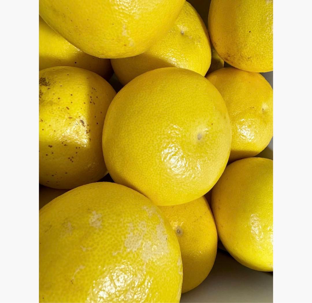 ㉜高知特産 露地栽培 土佐文旦 4L限定 文旦 約20kg 大玉 サイズ