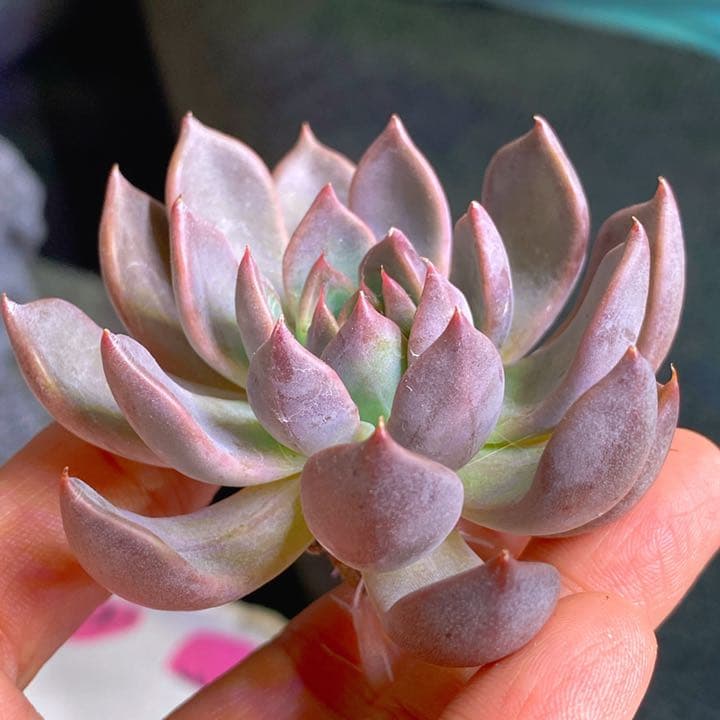 美苗マジックフルート　レア種