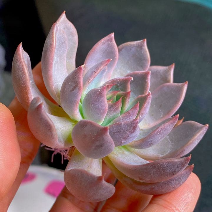 美苗マジックフルート　レア種