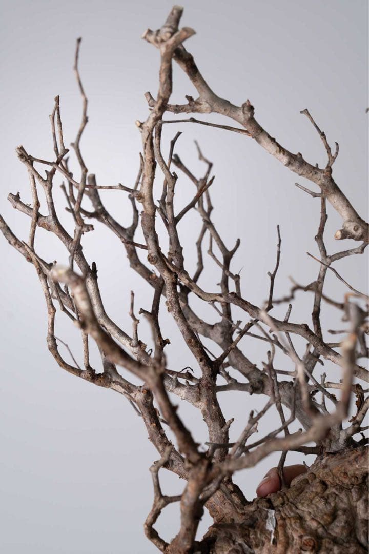 GP120 オペルクリカリア パキプス ベアルート株