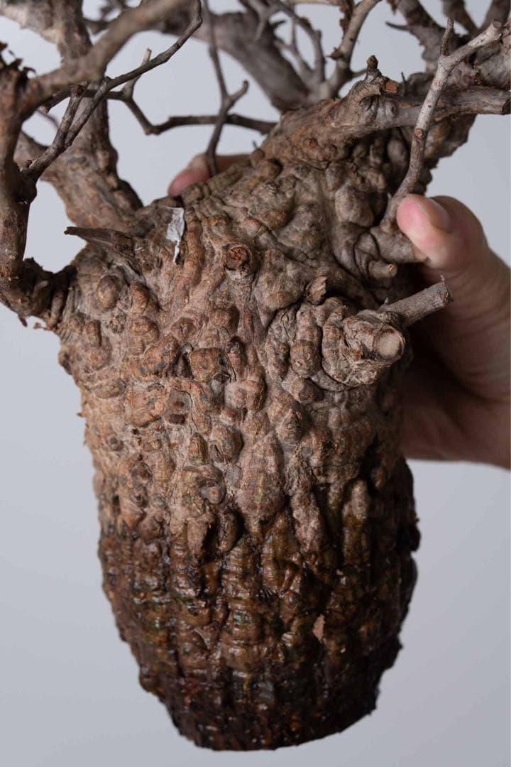 GP120 オペルクリカリア パキプス ベアルート株