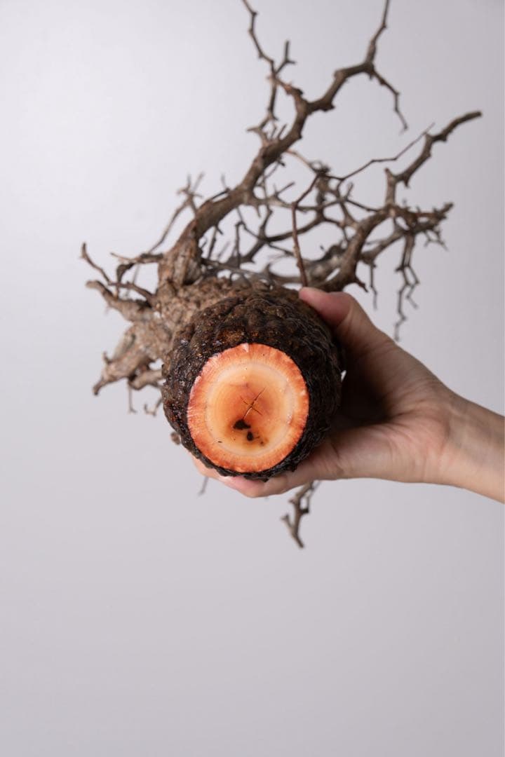 GP120 オペルクリカリア パキプス ベアルート株