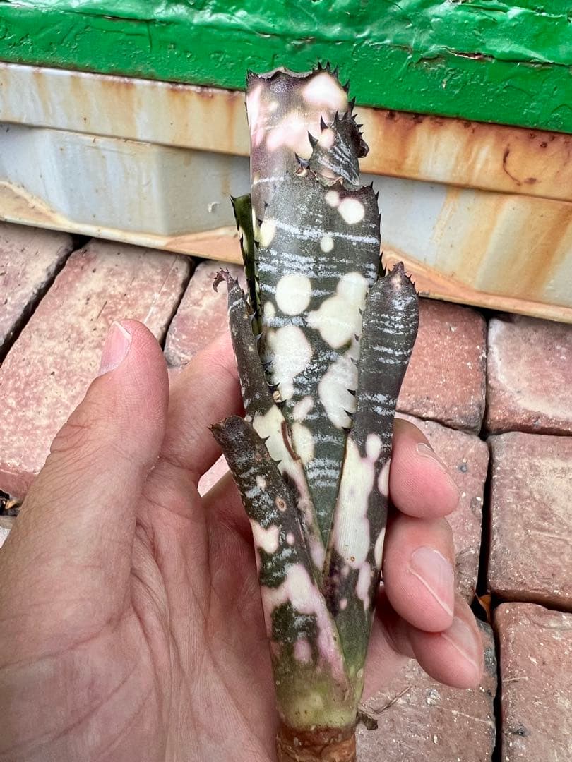 ビルベルギア ドミンゴス マルティンス 極上株 リサ