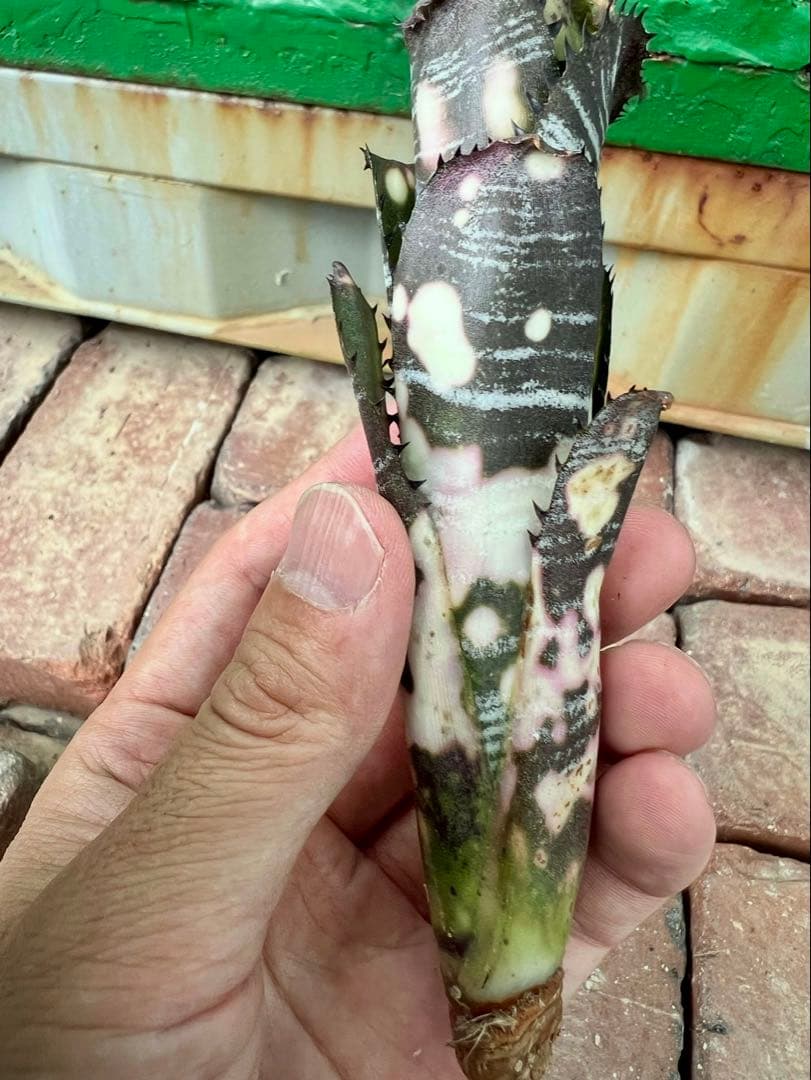 ビルベルギア ドミンゴス マルティンス 極上株 リサ