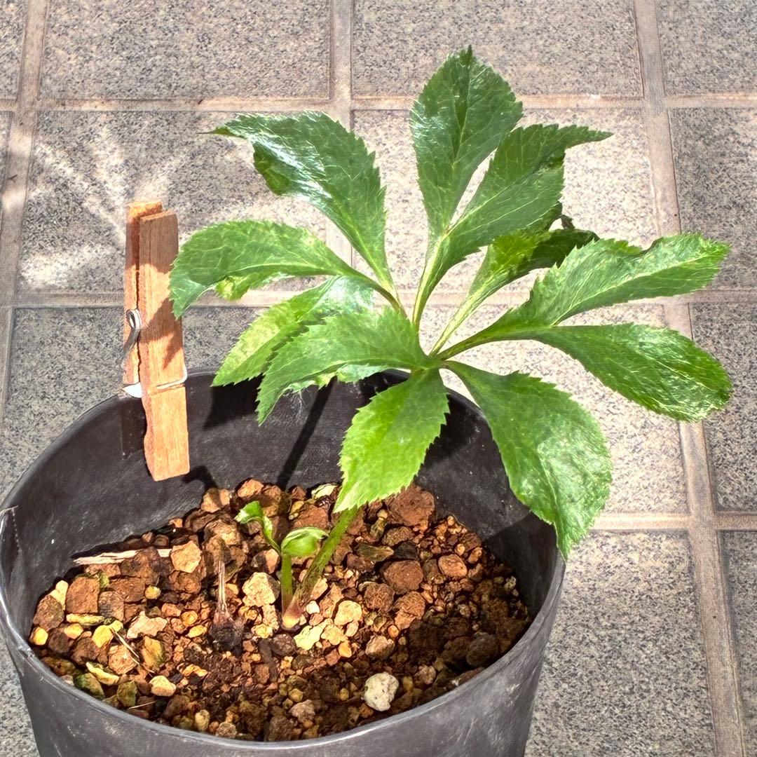 ヒ*イ様 ❤️開花株❤️根充実❤️893【ダーク　超多弁⭐️立体的球体⭐️】