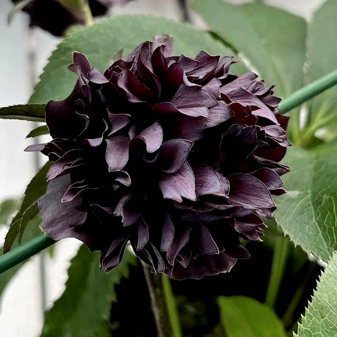 ヒ*イ様 ❤️開花株❤️根充実❤️893【ダーク　超多弁⭐️立体的球体⭐️】