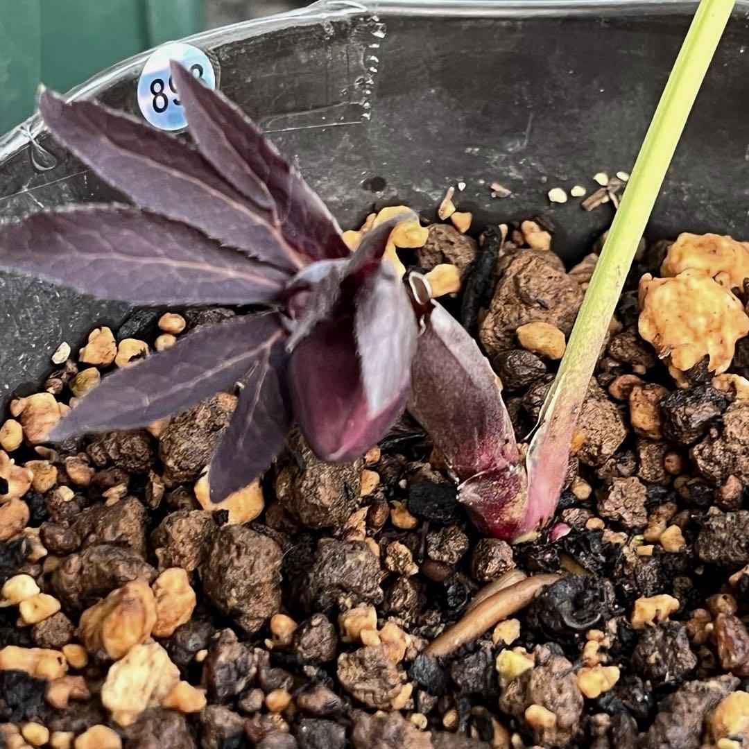 ヒ*イ様 ❤️開花株❤️根充実❤️893【ダーク　超多弁⭐️立体的球体⭐️】