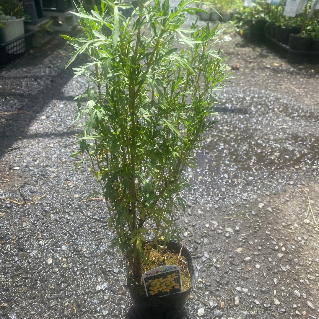 宿根コスモス類問い合わせ