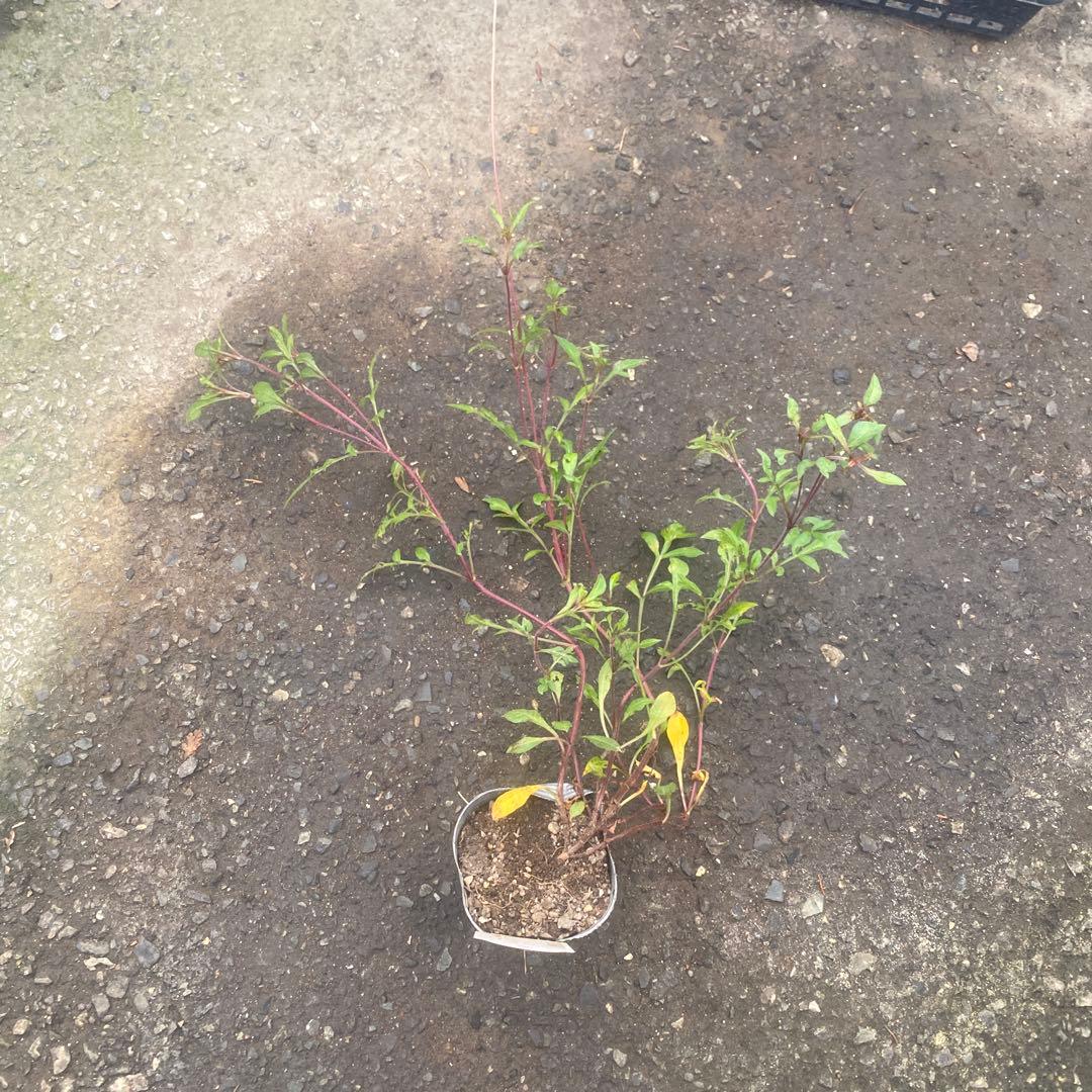 宿根コスモス類問い合わせ