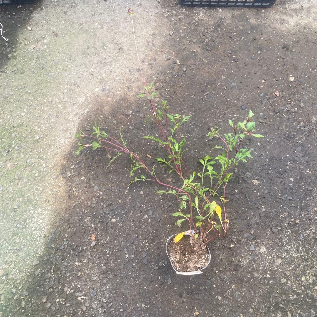 宿根コスモス類問い合わせ