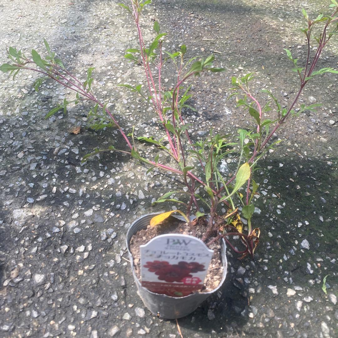 宿根コスモス類問い合わせ