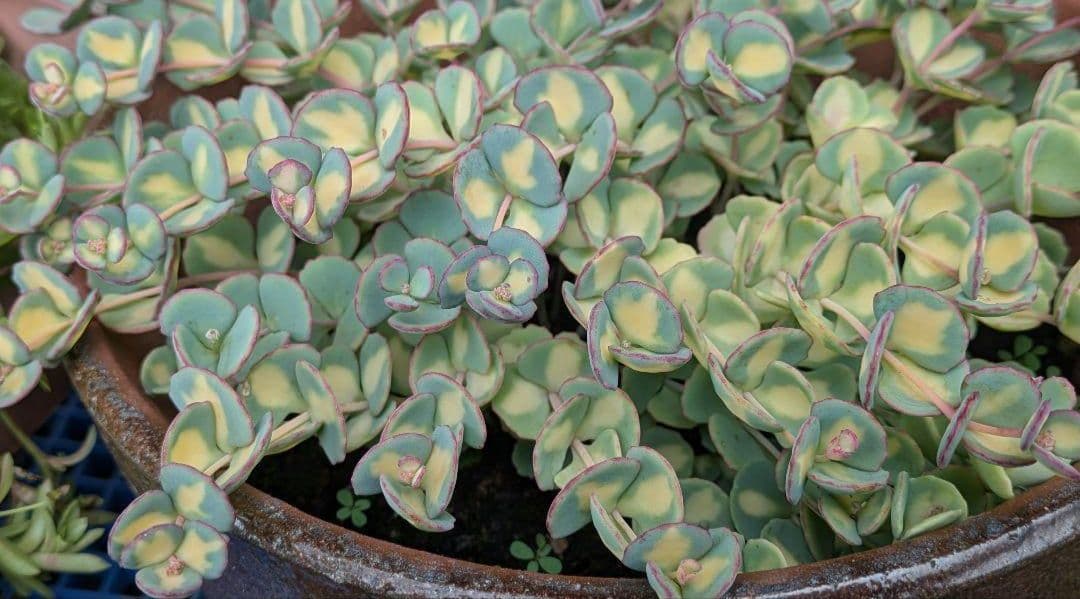 ✡斑入りミセバヤ カット苗 多肉植物