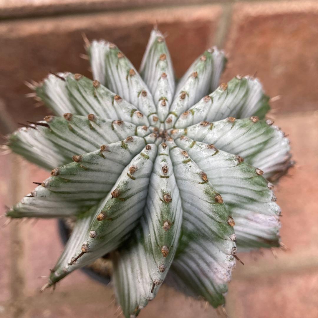 ユーフォルビア　ホリダ