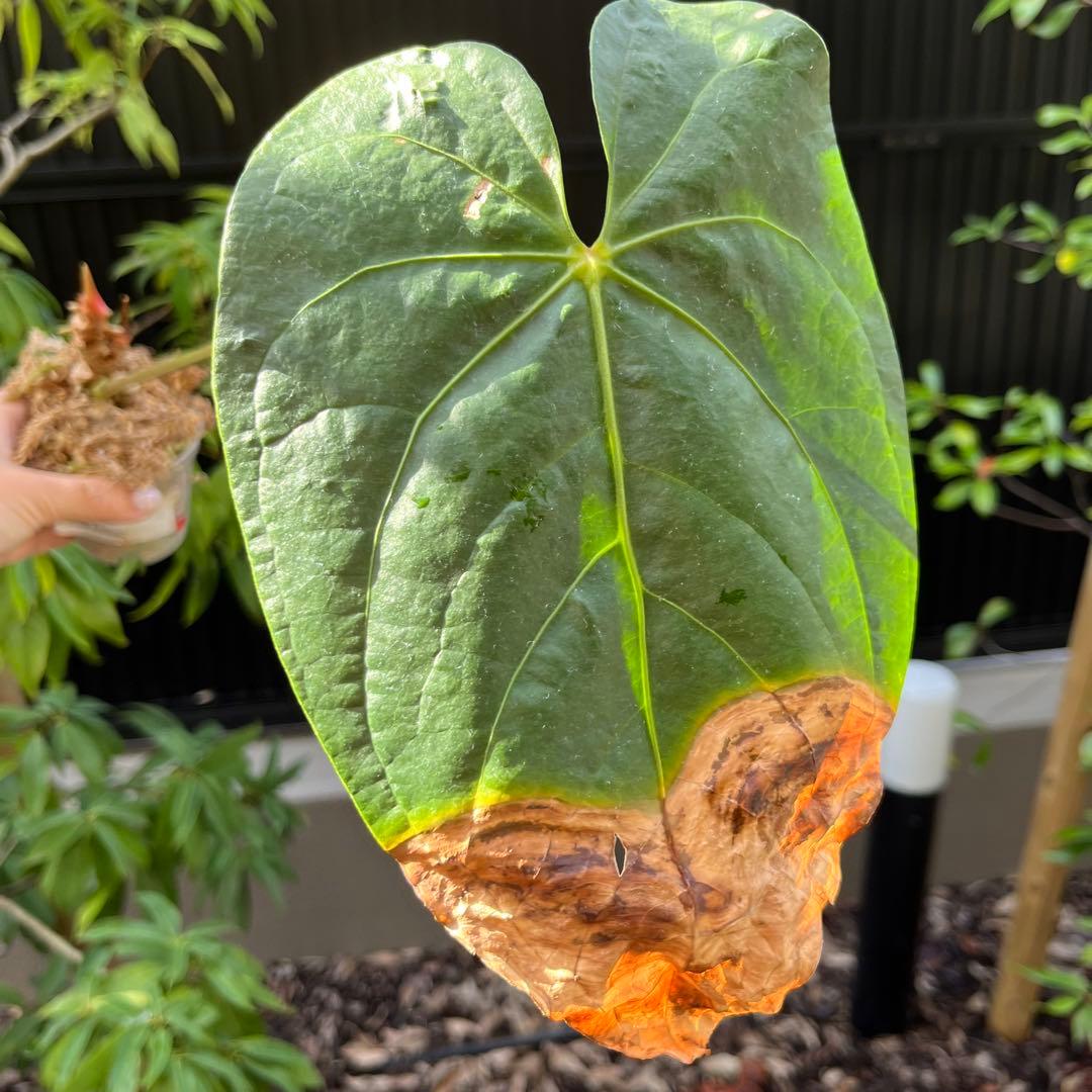 174 Shuar Princess シュアールプリンセス　アンスリウム