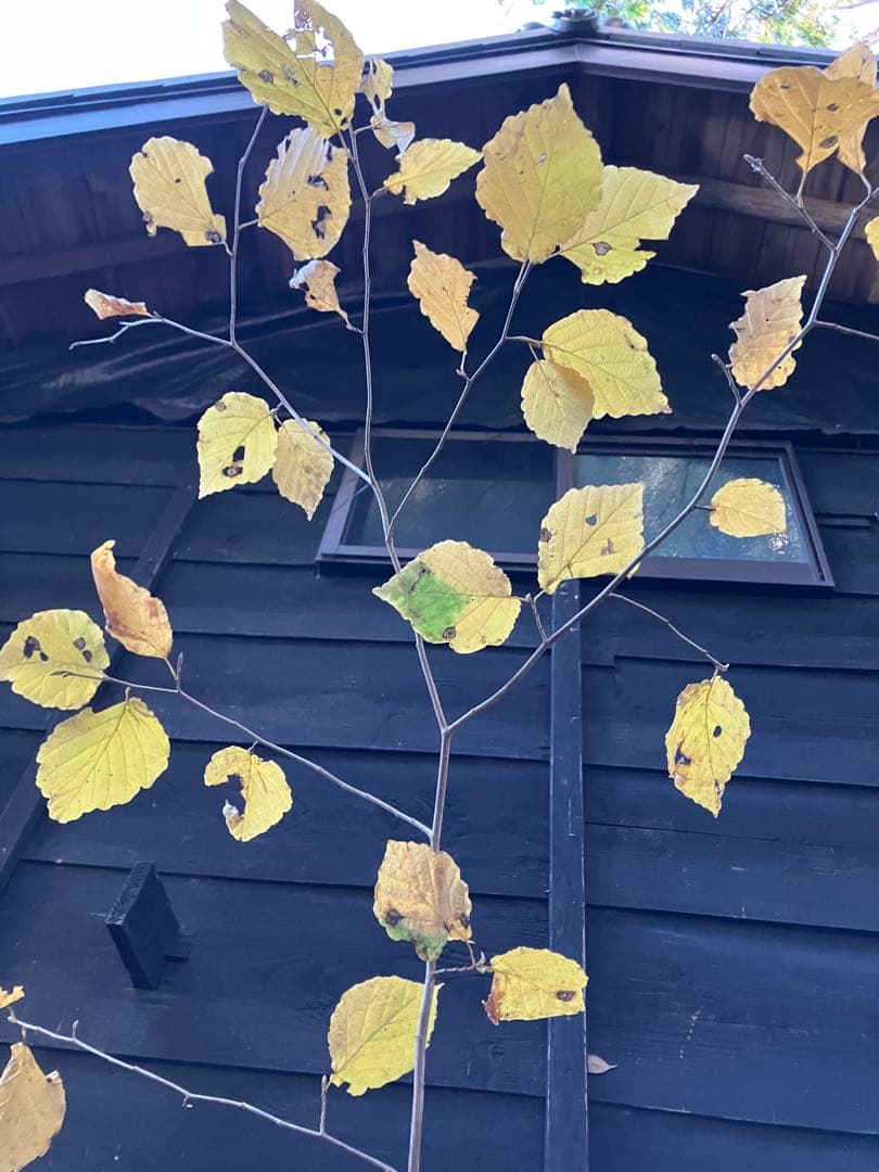 山採り　マンサク　ヤマモミジ　混合株