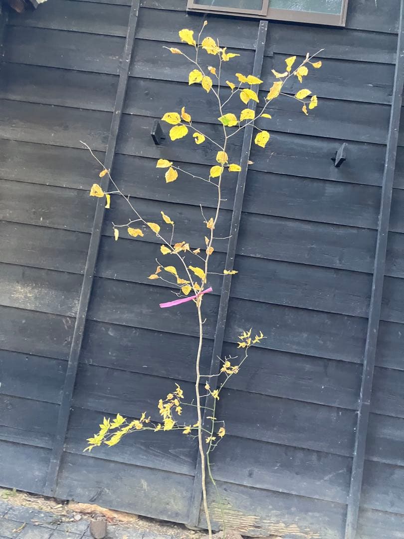 山採り　マンサク　ヤマモミジ　混合株