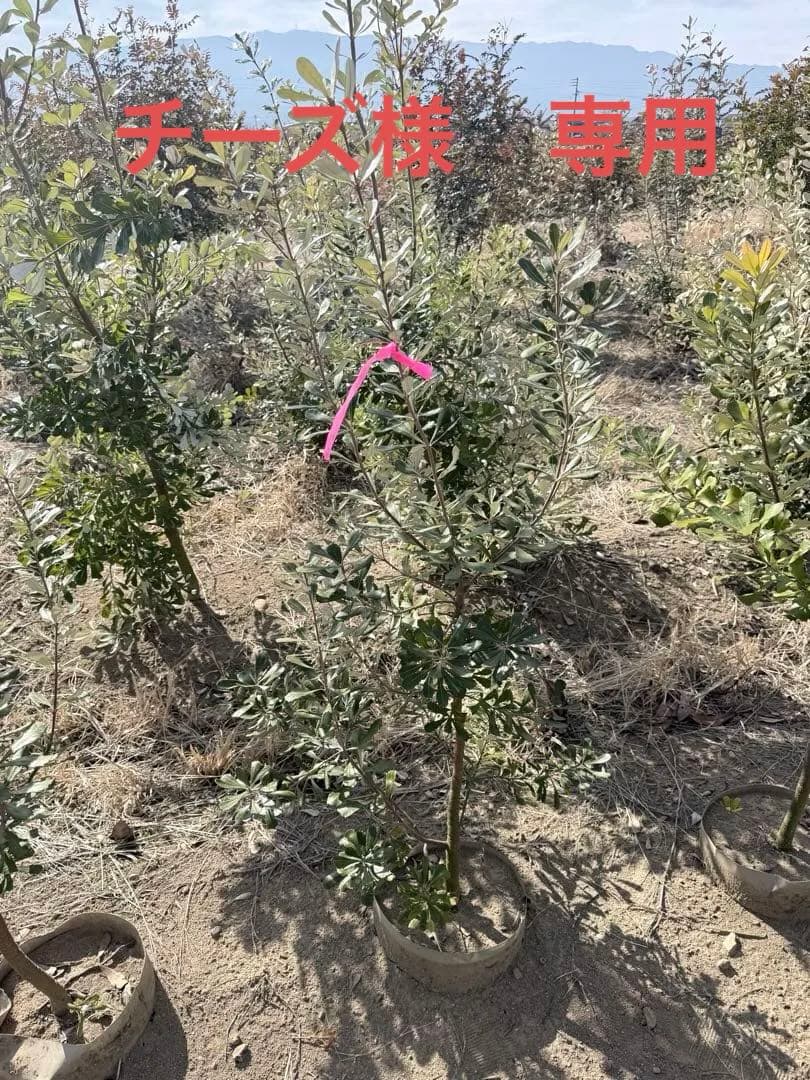 コーストバンクシア②